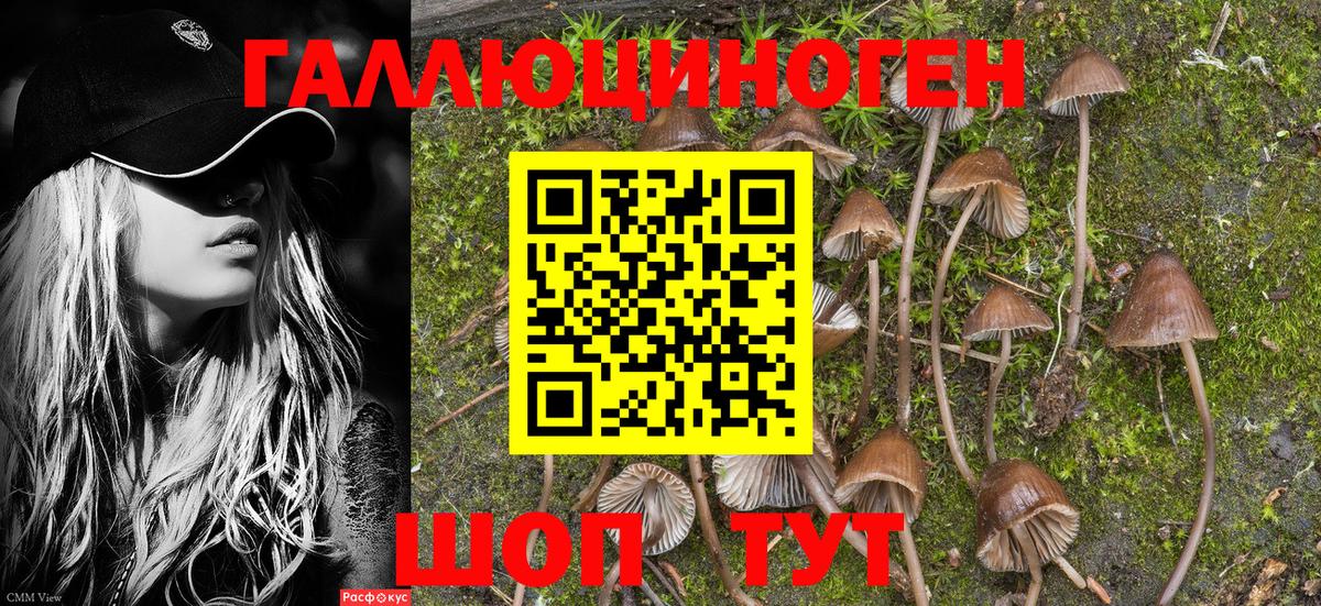 Псилоцибиновые грибы Psilocybe Ахтубинск